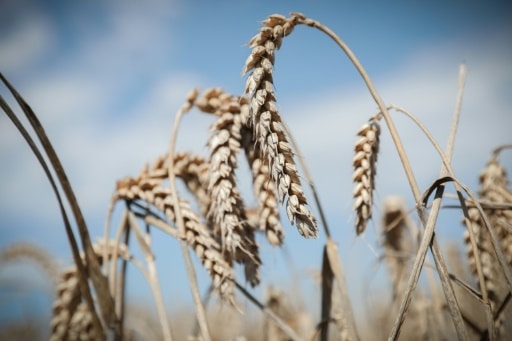 loi souveraineté alimentaire sénat