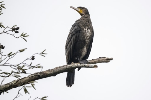 cormorans tir effarouchement