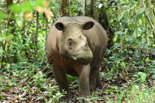 Rhinocéros prison braconniers