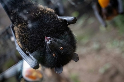 chauve-souris géante des Comores