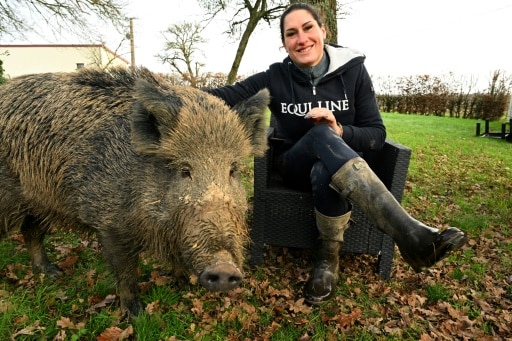 sanglier rillette rester chez lui