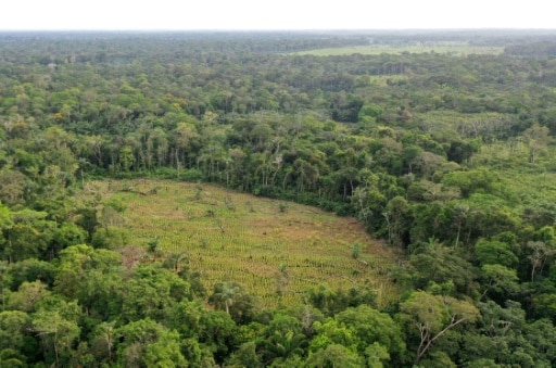 colombie déforestation