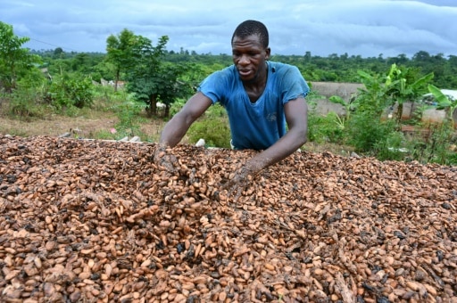 chocolat changement climatique