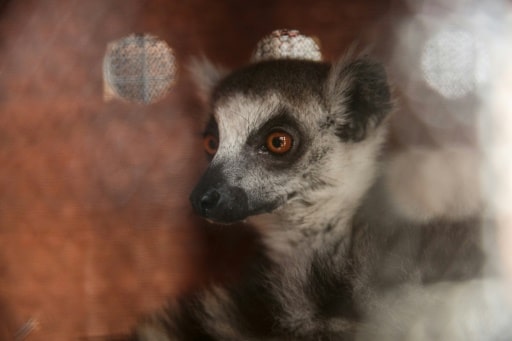 Mayotte cyclone biodiversité