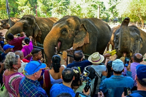 orphelinat éléphant