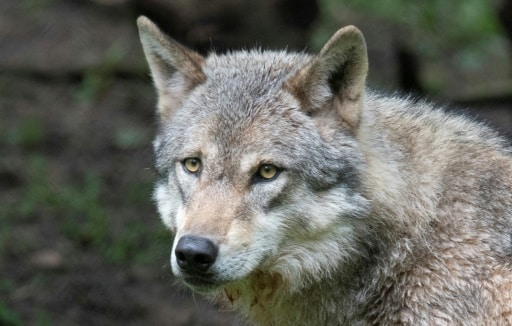 texte loups Europe