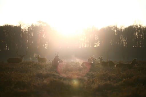 chasse au cerf extension