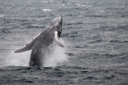 dauphins antilles