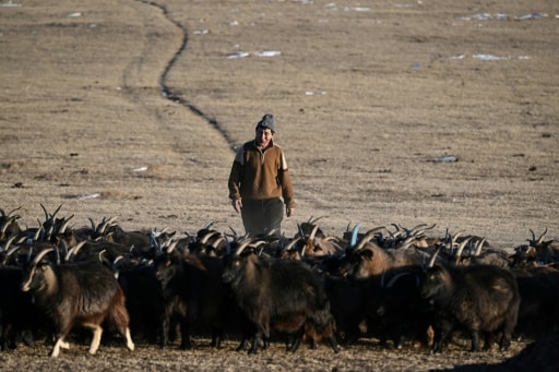 Mongolie steppes éleveurs changement climatique